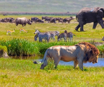 Arusha: Safari in campeggio di più giorni nel Serengeti e nello Ngorongoro