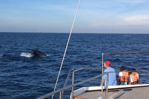 Expedición de tres días para avistar ballenas en Weligama