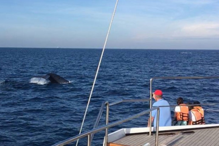 Trzydniowa wyprawa na obserwację wielorybów Weligama