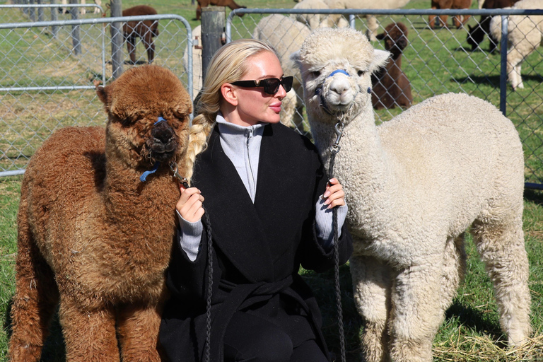 From Christchurch: Alpaca Farm Tour with Feeding and Guide
