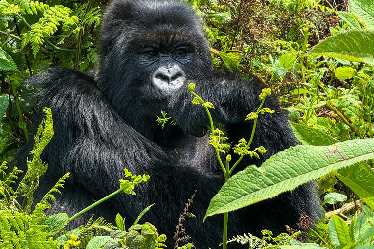 Kigali: tour di 4 giorni tra gorilla e scimpanzéKigali: tour di 4 giorni con trekking tra gorilla e scimpanzé