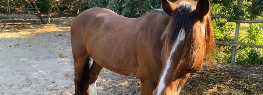 Maputo : excursion à cheval sur la plage de Macaneta