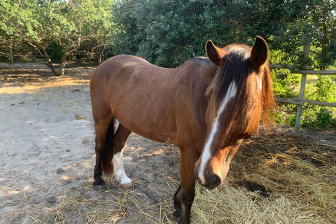 Maputo: Macaneta Beach Horse Riding Tour