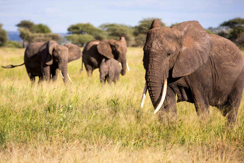 Kenya : Safari en camping de 6 jours en petit groupeKenya : Safari de 6 jours en camping à Amboseli, au lac Nakuru et à Mara