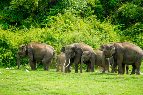 Kaudulla: Safari en elefante al atardecer con vistas impresionantes