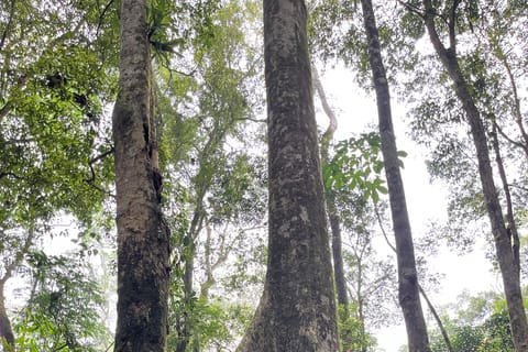 Rio de Janeiro: Tijuca Forest and Gigóia Island Tour