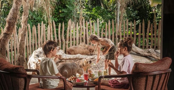 Bali Zoo: Capybara Brunch & Observation Experience