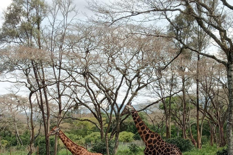 PASSEIO A KAREN BLIXEN, CENTRO DE GIRAFAS E ALMOÇO NO CARNIVORE