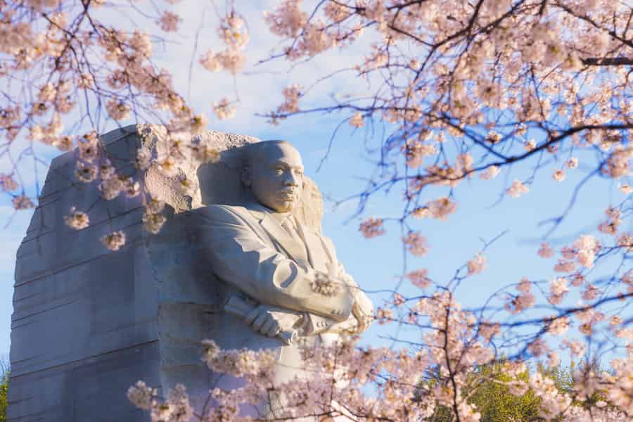 Washington: Cherry Blossom Tour. Foto: GetYourGuide