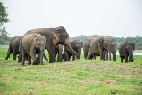 Sigiriya: Kaudulla National Park Elephant Safari with Pickup