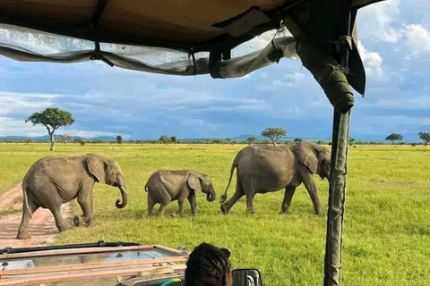 Au départ de Zanzibar : 2 nuits et 1 jour PARC NATIONAL DE MIKUMI ( 3 JOURS )