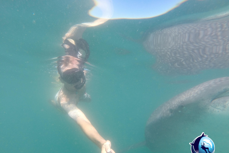 Whale Shark Experience