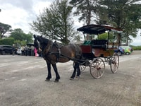 Killarney National Park Jaunting Car Tour - Housity