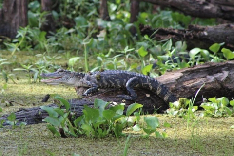 New Orleans: Guidad tur i träsk med ponton och djurskådningMed upphämtning