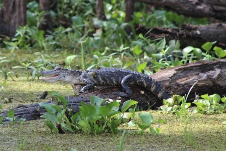 New Orleans/Westwego: Pontoon Boat Swamp Tour Without Pickup