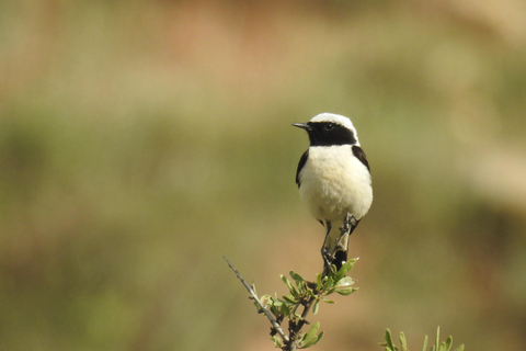From Yerevan: Armenia 3-Day Bird Watching & Hiking Adventure