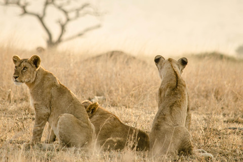 Lake Manyara: 3-daagse safari