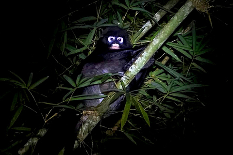 Khao Sok: Half-Day & Night Wildlife Trek and Jungle Dinner Option 6: Half-Day & Night Trek with Dinner From Khao Lak