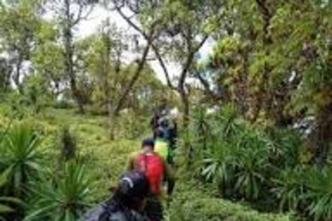 Nairobi: Kipipiri Bamboo Forest Hike with Transfer
