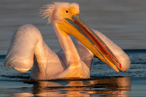 From Sofia: Lake Kerkini, Greece Nature & Culture Day Tour