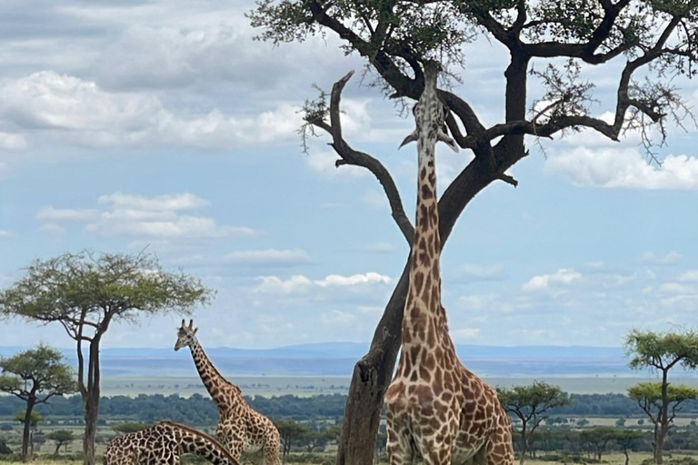 Overnight Masai Mara National Park From Nairobi