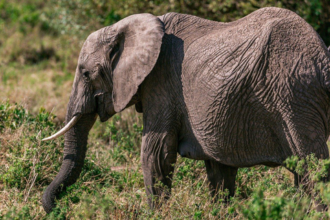 volo da Zanzibar a Mikumi e ritorno a Zanzibar escursione giornalieravolo da Zanzibar a Mikumi e ritorno a Zanzibar escursione di un giorno