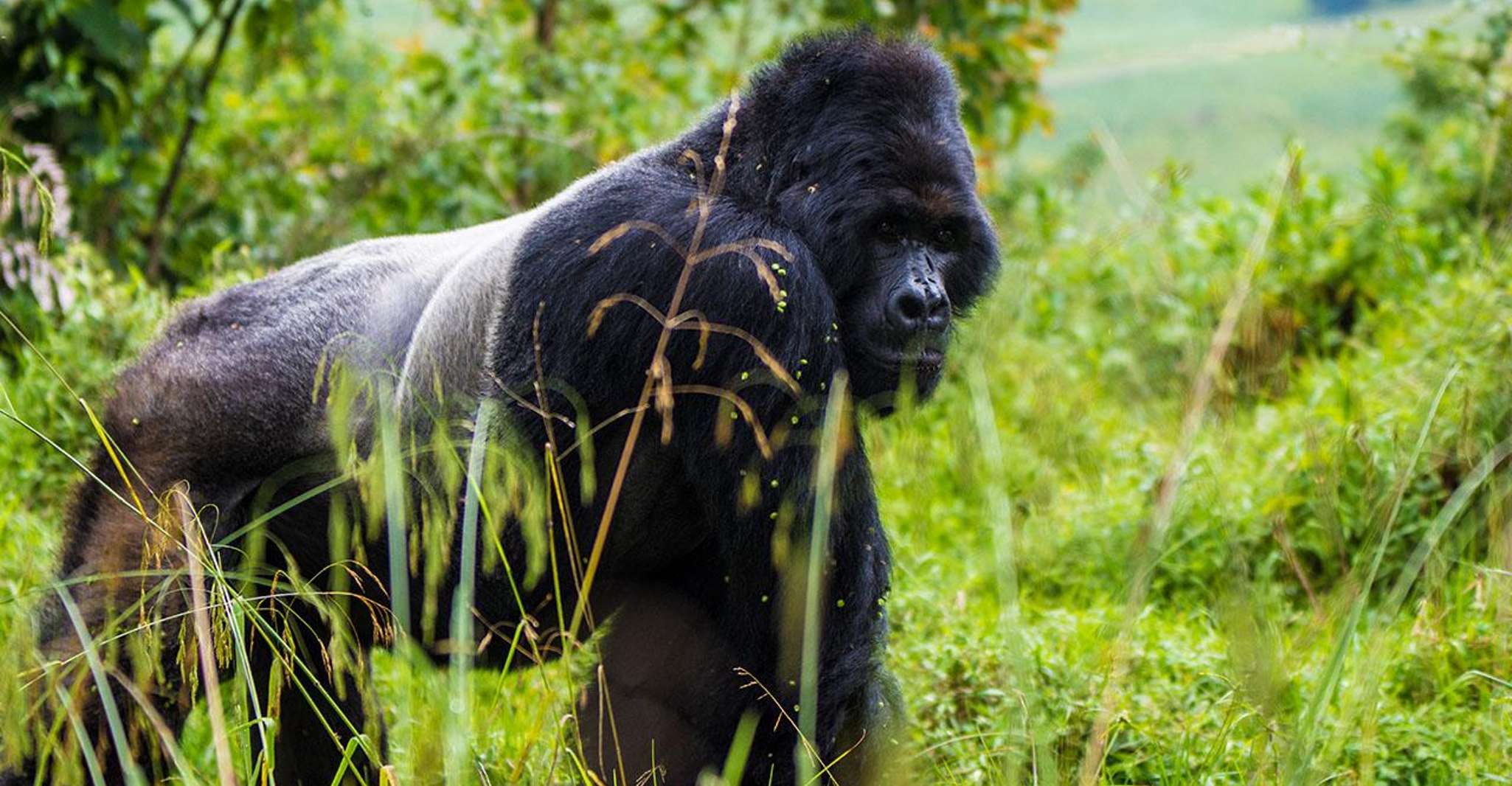 Uganda, Highlights tour with Gorillas, Boat safaris & nature - Housity