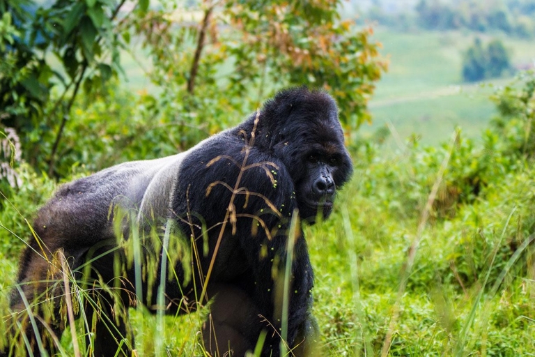Uganda: Tour de lo más destacado con gorilas, safaris en barco y naturaleza