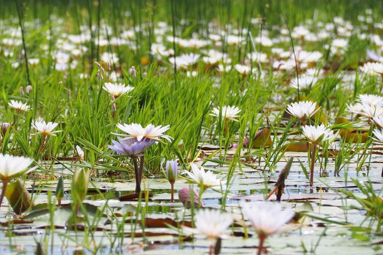 Maun: Okavango Delta Mahango Mokoro Tour with Local Guide