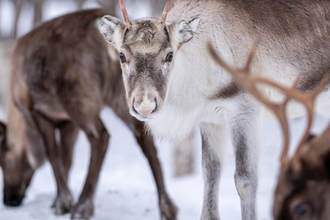 Svolvær: Sami-cultuur en rendierbelevenis