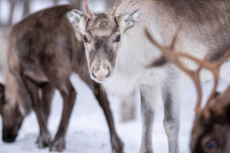 Svolvær: Sami-cultuur en rendierbelevenis