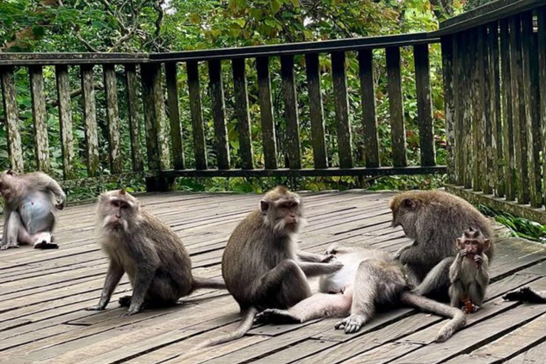 Ubud: Foresta delle scimmie, terrazze di riso, tempio e cascata PetanuUbud: Foresta delle scimmie, terrazze di riso, tempio e cascata di Petanu