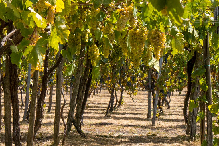 Pompei, Ercolano e degustazione di vini - Tour privatoTesori Vesuviani, Pompei Ercolano e Vino - Private T