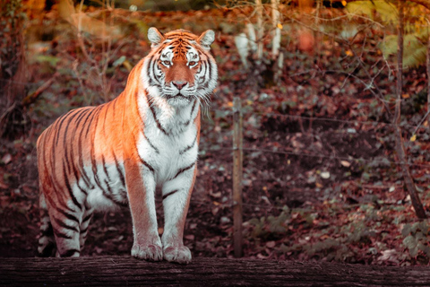 From Delhi: 5-Day Bird Sanctuary, Safari and Golden Triangle Tour with Car and Guide