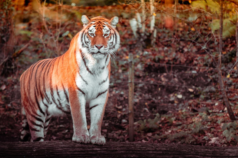 From Delhi: 5-Day Bird Sanctuary, Safari and Golden Triangle Tour with Car and Guide