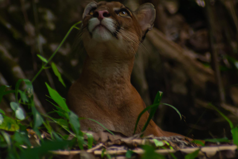 Sierpe : Caminata en Corcovado N. P.
