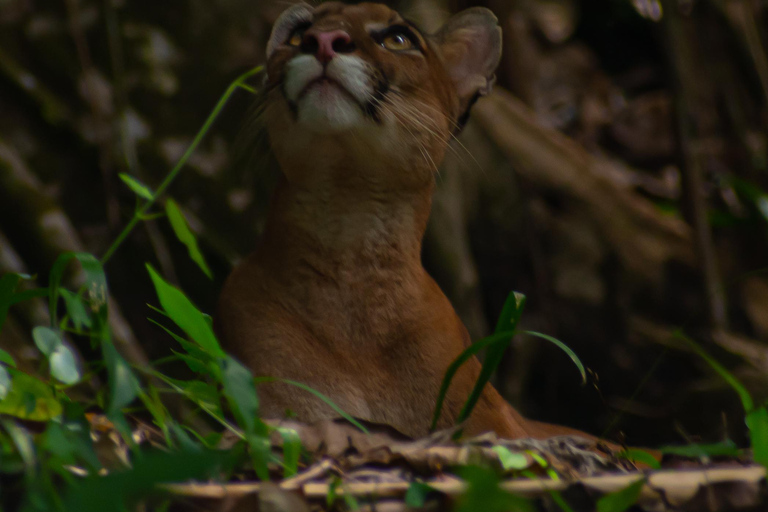 Sierpe : Caminata en Corcovado N. P.