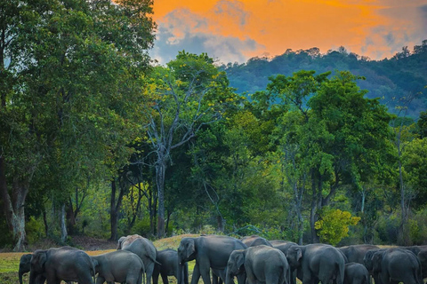 Minneriya Elephant Safari with Expert Local Driver-Guide
