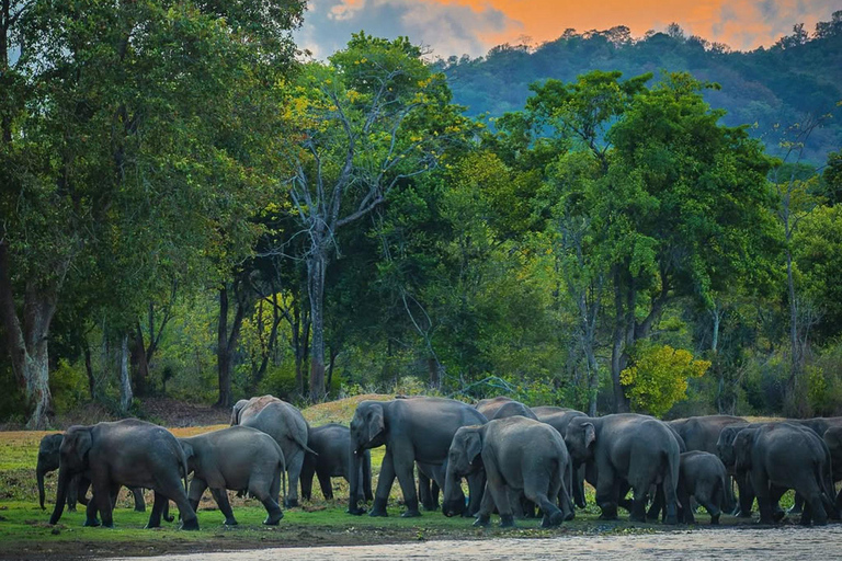 Minneriya Elephant Safari with Expert Local Driver-Guide