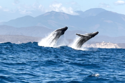 Puerto Escondido: avistaje de delfines/ballenas al amanecer