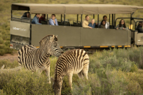 Safari dans la réserve de Big5 Aquila avec déjeuner et dégustation