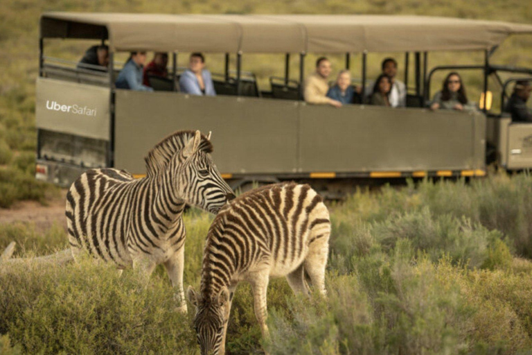 Safari dans la réserve de Big5 Aquila avec déjeuner et dégustation