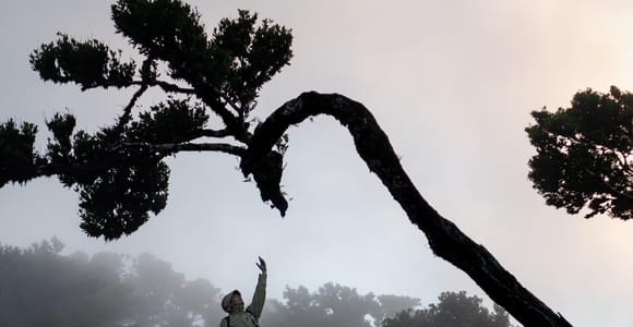 Madeira: Fanal Forest, Lava Pools & Wine Tasting Tour