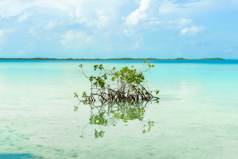 Cancun and Riviera Maya: Bacalar, Cenote Azul and Pontoon Boat RideCancun and Riviera Maya: Bacalar, Cenote Azul and Pontoon Ride