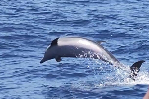 Observation des dauphins et des baleines (3 heures)