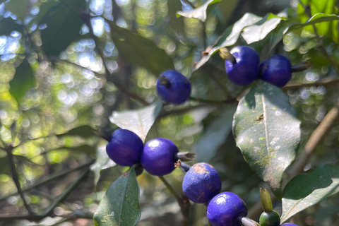 San Paolo: Escursione nella foresta atlantica con un biologoSan Paolo: Escursione di un giorno nella foresta atlantica con un biologo