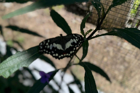 Puerto Plata: stadstour met vlindertuin