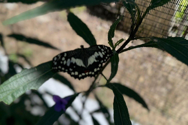 Puerto Plata: stadstour met vlindertuin