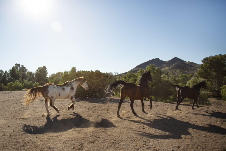 French Riviera: Col de Vence Horseback Ride with Sea Views