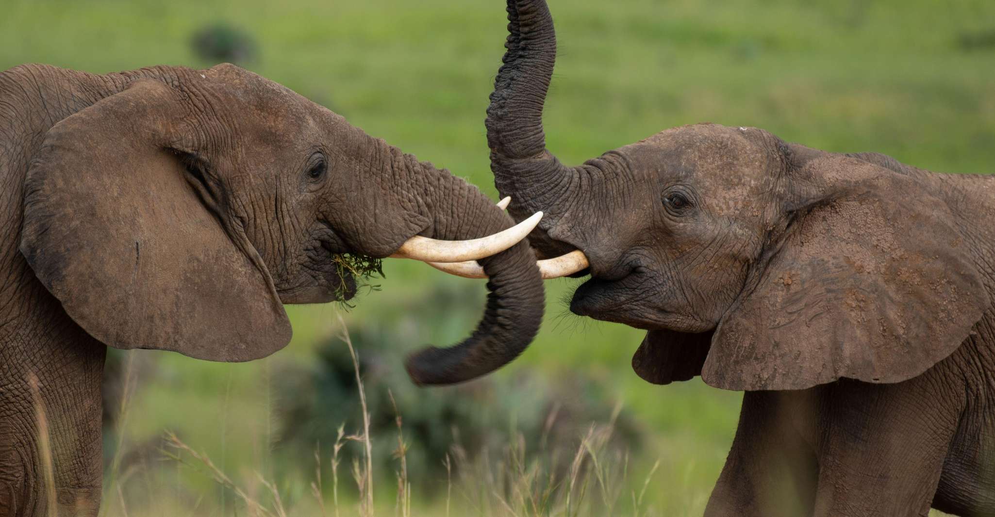 8 Day Big 5 Trip To Murchison Falls And Gorilla Trekking - Housity